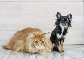 A long-haired mini-dog Chihuahua sits next to a Maine Coon red cat. Cat carnivorous licks