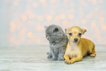 Fototapeta na wymiar A cute little gray kitten sits on the floor next to a toy terrier puppy at home against the background of lights and looks to the side