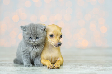 Fototapeta na wymiar Cute little gray kitten sits on the floor next to a toy terrier puppy at home on the background of lights