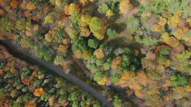 High Angle Aerial Drone Shot of Rural Road with Beautiful Fall Leaf Colors