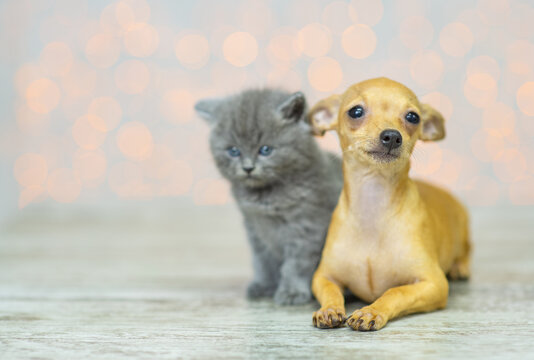 A cute little gray kitten sits on the floor next to a sad and unhappy toy terrier puppy at home against the background of lights and looks to the side