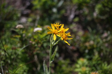 ミヤマオグルマ