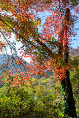 御岳渓谷の紅葉｜渓谷を彩る紅葉が鮮やかに光り輝いて見えます