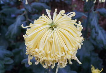Light yellow color of spider mum 'Lava' flower