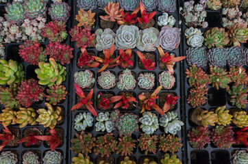 Various Type of Succulent Flower in flower market.  Miniature succulent plants background. Top view.