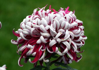 White and dark red color of Chrysanthemum 'Lili Gallon'