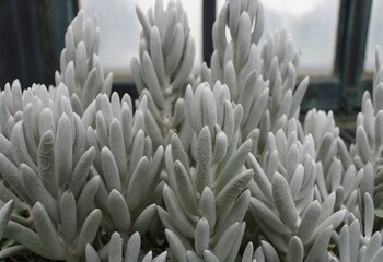 Cocoon plant, a perennial South African small shrub