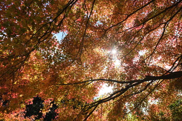 Fototapeta na wymiar 山の紅葉。Orange color leaves in a mountain area, autumn time Japan