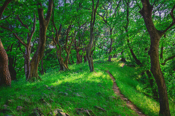 Fototapeta premium Gyeongju