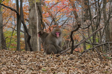 ニホンザル。山の野生動物。Japanese macaque in the forest, autumn time Japan 