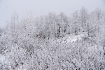 incredibly beautiful winter, frost on the trees, snow-white branches and leaves, beautiful white background, Russian forest on a hill, a hill