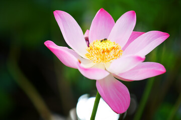 Fototapeta premium close up of pink lotus flower with beautiful bokeh.