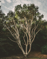 Changgyeonggung Grounds