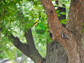 Birds at a feeder: American goldfinch and white-breasted nuthatch birds surround a green bird seed feeder hanging from a tree branch on a warm sunny day