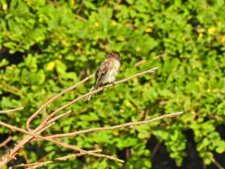 Bird on a branch: Flycatcher bird sits on a bare branch with green leaves in the background on a beautiful sunny summer day 