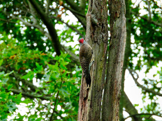 Woodpecker on tree trunk: Northern flicker woodpecker bird clings to the side of a tree trunk in the forest in summer landscape view with green oak leaves in the background