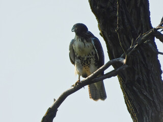 Red tailed hawk on branch: Bird of prey raptor on a bare tree branch with a tree trunk behind hit as it gazes off into the horizon on a summer day	