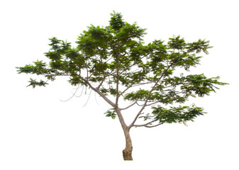 Obraz premium Beautiful green tree.