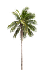 Coconut tree isolated on white.