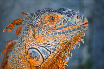 A close-up of an orange iguana.