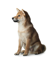 three month old shiba inu puppy. dog on a white background. Pet in the studio