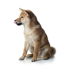 three month old shiba inu puppy. dog on a white background. Pet in the studio