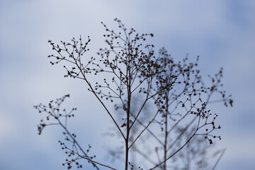 dry winter branches in Brazil.