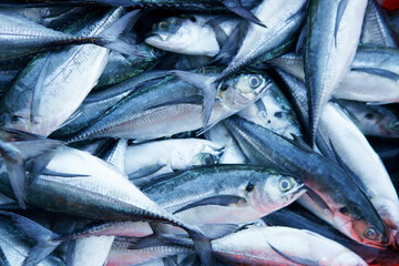 Fototapeta premium fish freshly caught