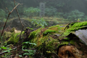 苔むす森。green moss in a forest, Tokyo Japan.