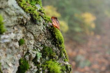 苔むす森。green moss in a forest, Tokyo Japan.