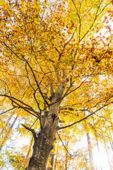 autumn tree in the park