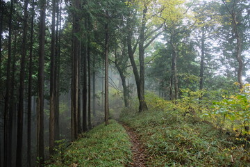 霧の森。misty foggy forest, autumn time Japan
