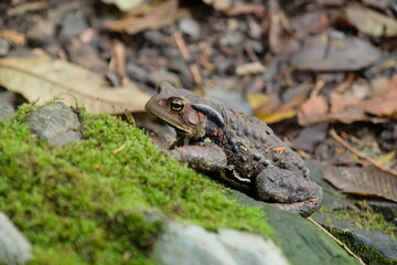 苔の上のカエル。frog on green moss, autumn time Japan 