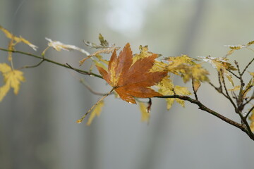 山の紅葉。Orange color leaves in a mountain area, autumn time Japan