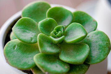 Small plants to decorate interiors in close up concept.