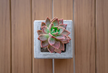 Small plant in a gray cement pot on a wooden table.