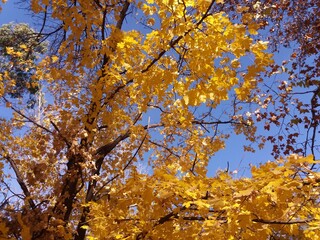 Árbol en otoño con hojas amarillas