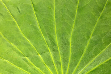 Lotus leaf texture, Close-up photo