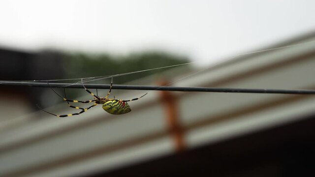 Joro Spider Crawling On Wire To His Cobweb - Trichonephila Clavata. - close up