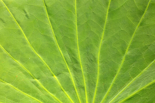 Lotus leaf texture, Close-up photo