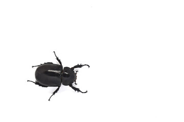 Xylotrupes gideon
