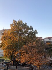 autumn in the city