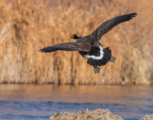 goose in flight