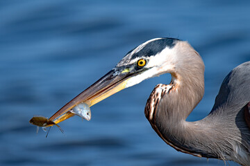 great blue heron with two fish