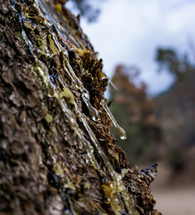 Sap dripping down the bark of a tree