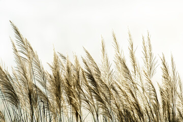 Obraz premium white reeds flower blowing from wind