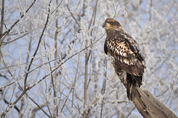 Juvenile American bald eagle in a frosty Alaska landscape