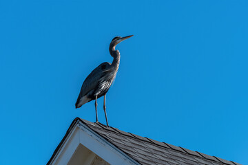 Blue Heron perched on house roof with feathers blowing in wind