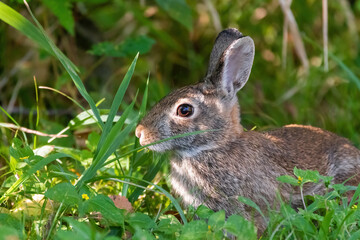 Naklejka na ściany i meble Profile of cute Cottontail rabbit hiding in the weeds and grass