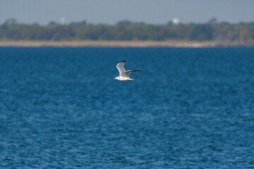 Fototapeta na wymiar Ring-billed Gull flying by with distant shore on the horizon